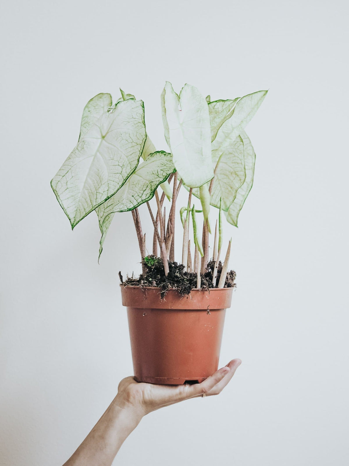 Caladium Ghost - Djungelrummet