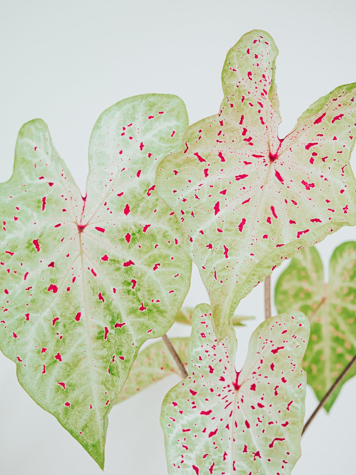 Caladium Miss Muffet - Plantredo