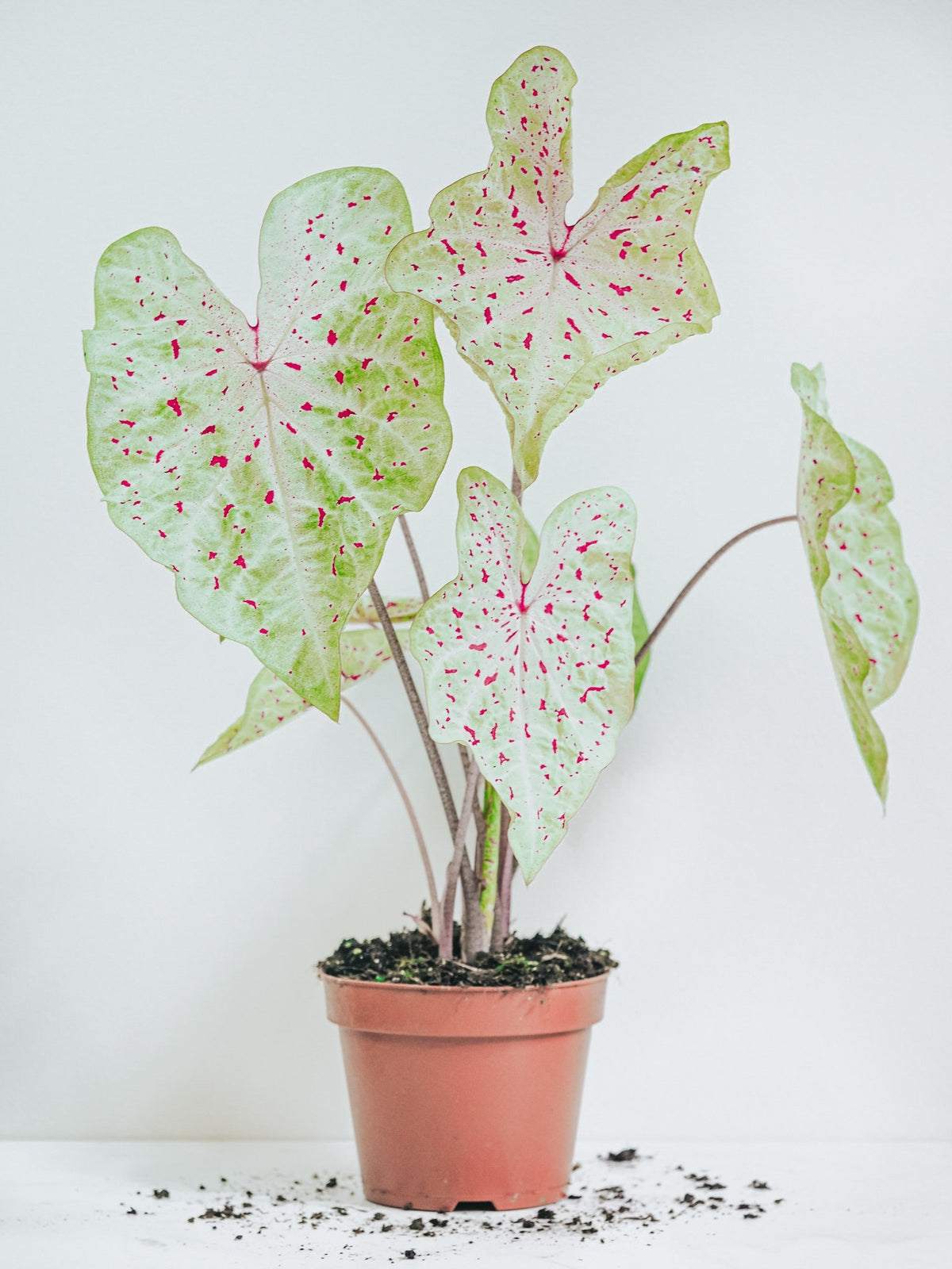 Caladium Miss Muffet - Plantredo