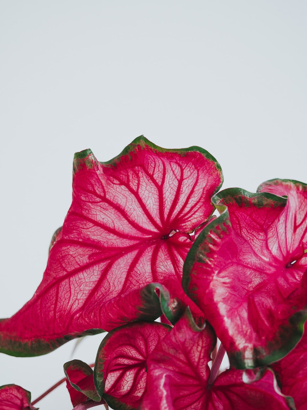 Caladium Red Ruffles - Djungelrummet