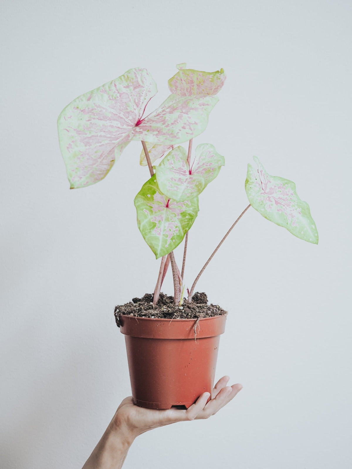 Caladium Seafoam Pink - Djungelrummet