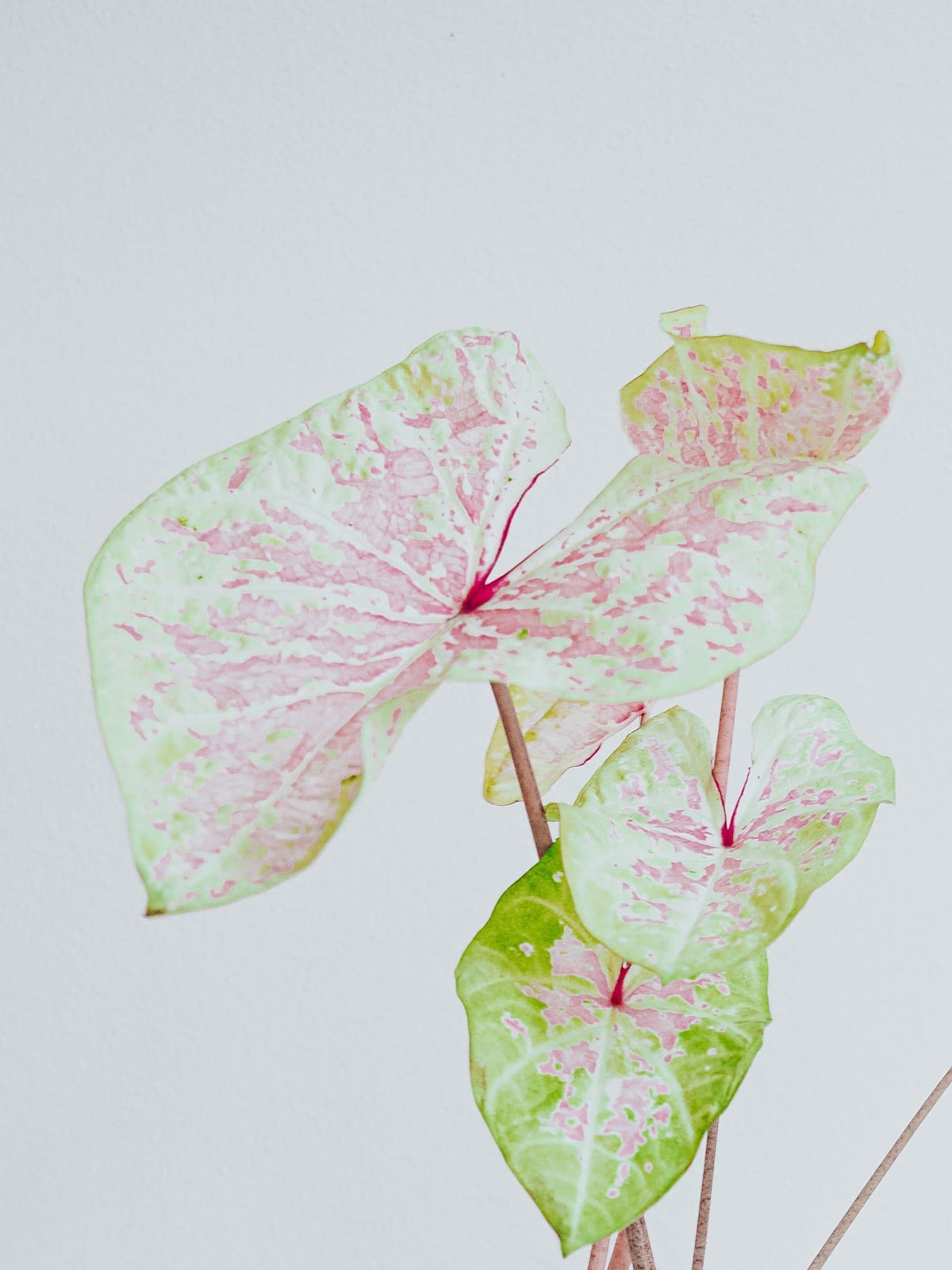 Caladium Seafoam Pink - Djungelrummet