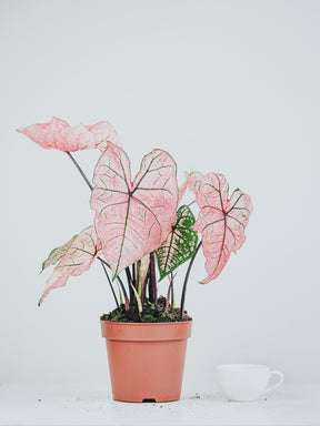 Caladium Spring Fling - Plantredo