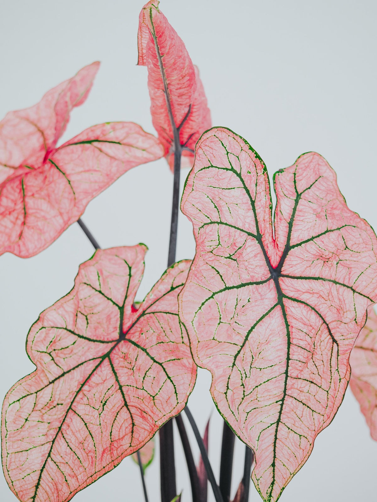 Caladium Spring Fling - Plantredo