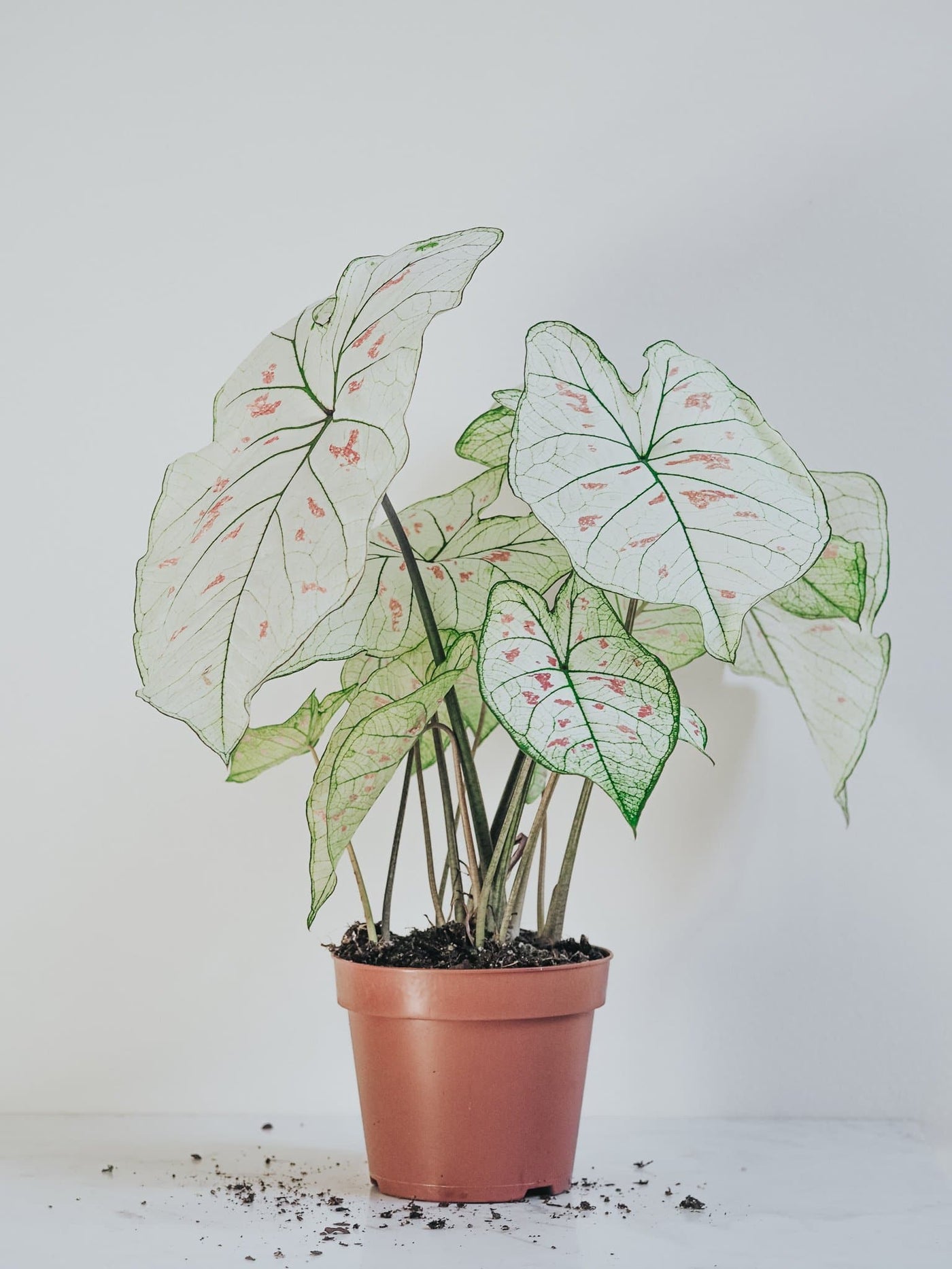 Caladium Strawberry Star - Djungelrummet