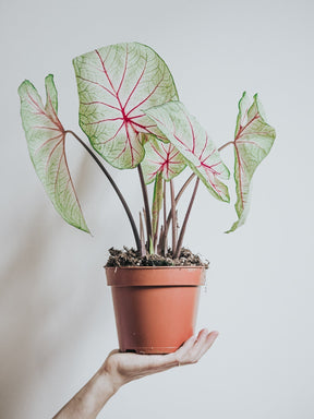 Caladium White Queen - Djungelrummet