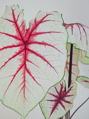 Caladium White Queen - Djungelrummet