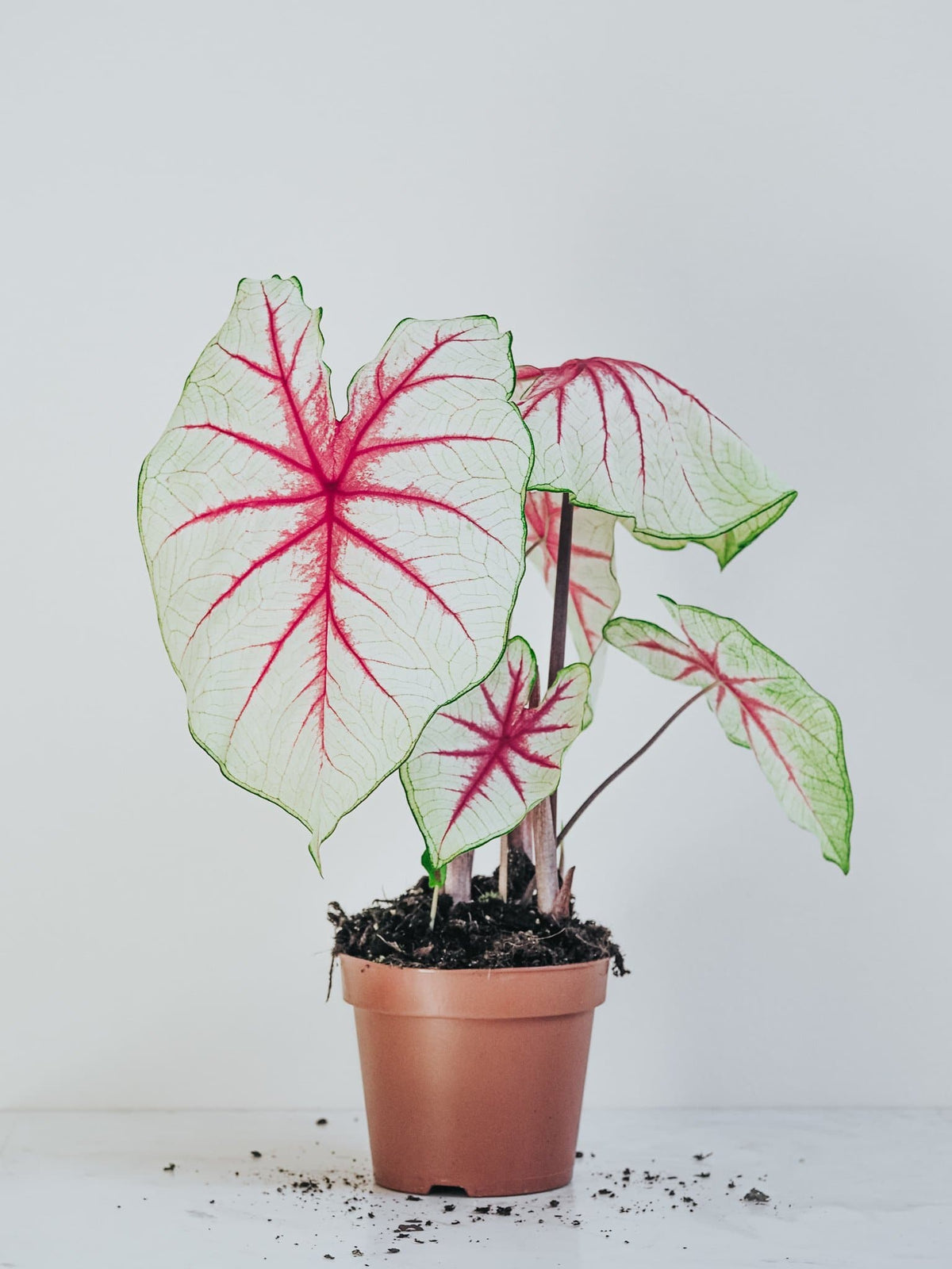 Caladium White Queen - Djungelrummet