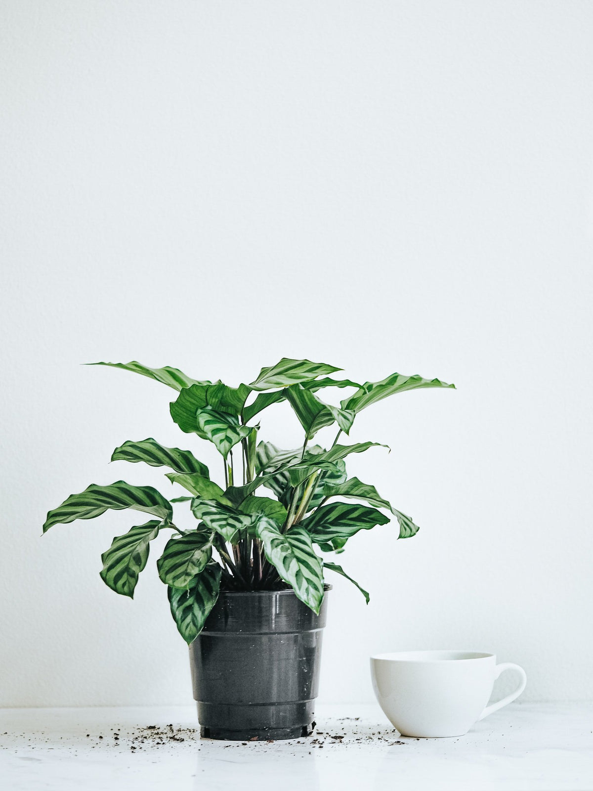 Calathea Freddie - Plantredo