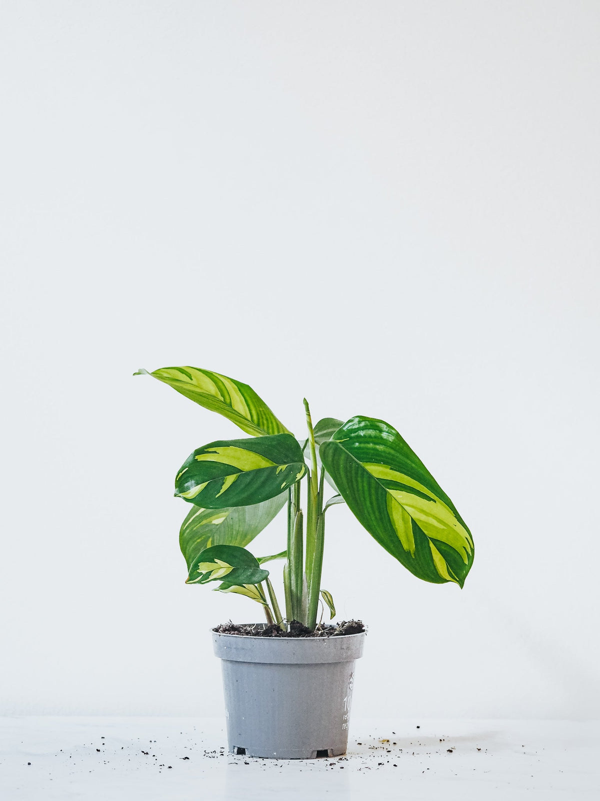 Calathea Golden Mosaic - Plantredo