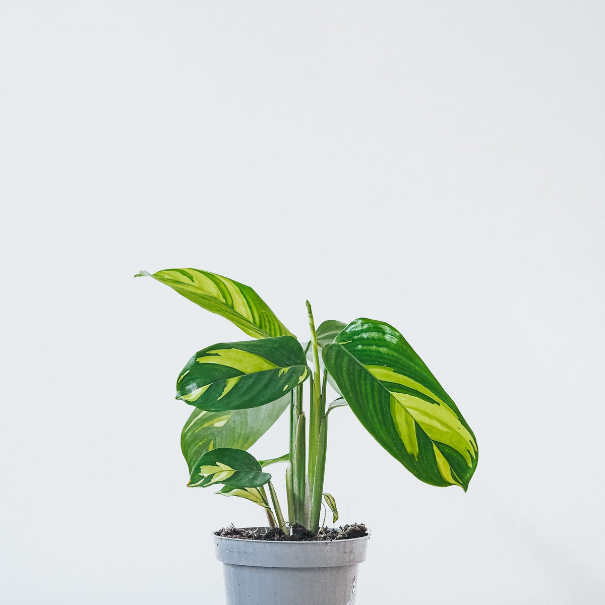Calathea Golden Mosaic | Köp Växter Online