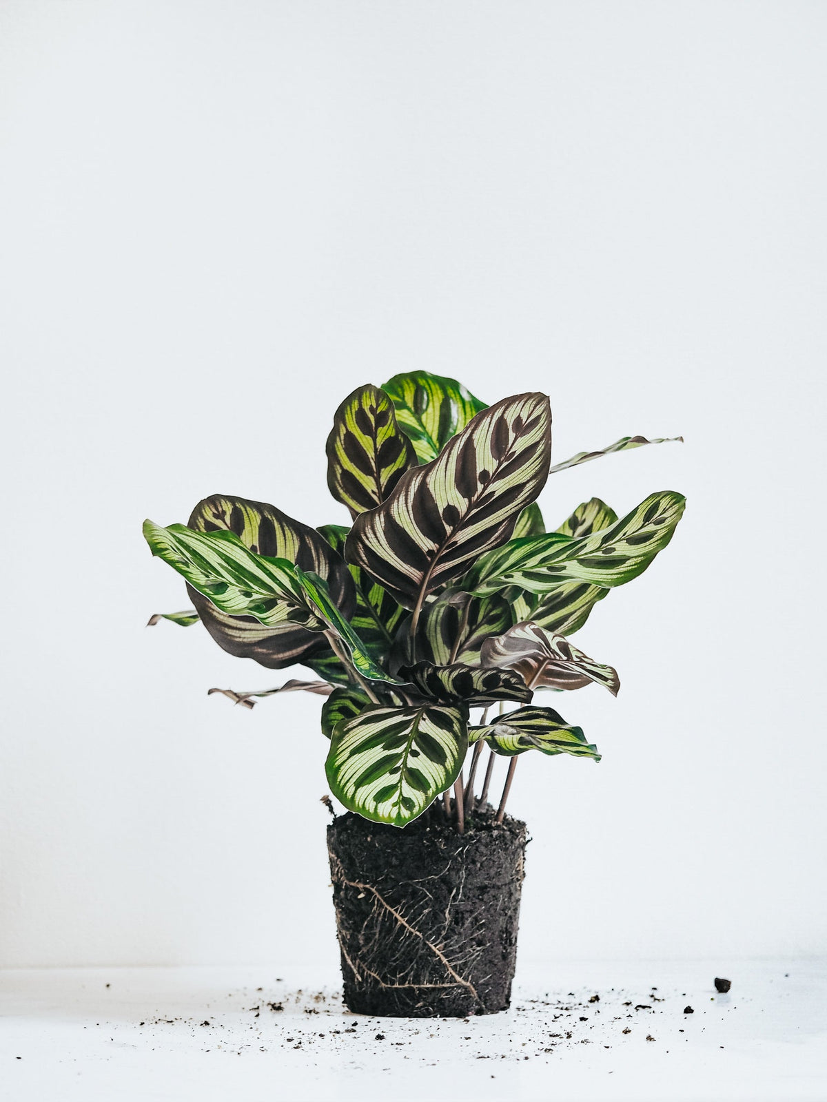 Calathea Makoyana - Plantredo