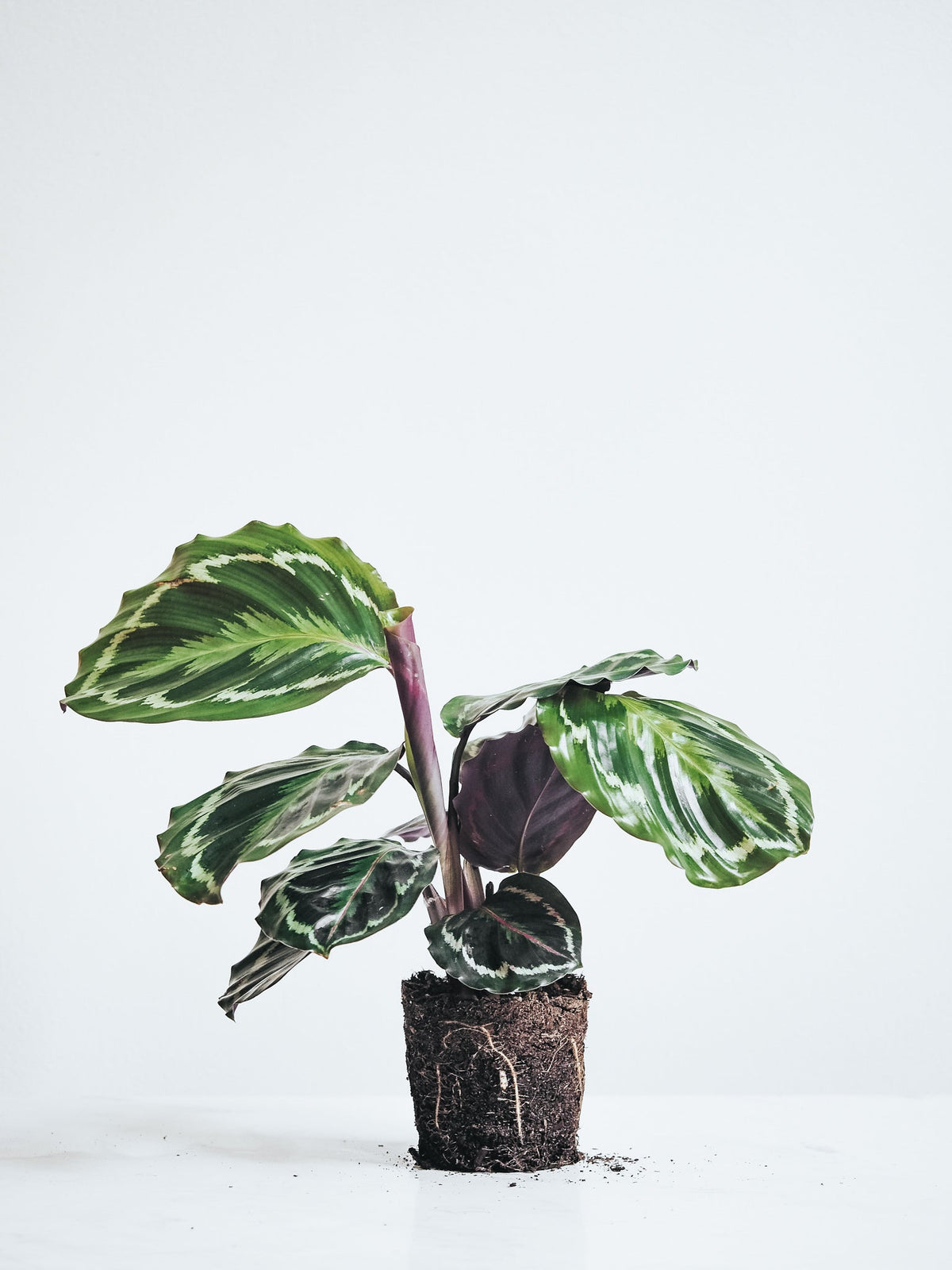 Calathea Medallion - Plantredo