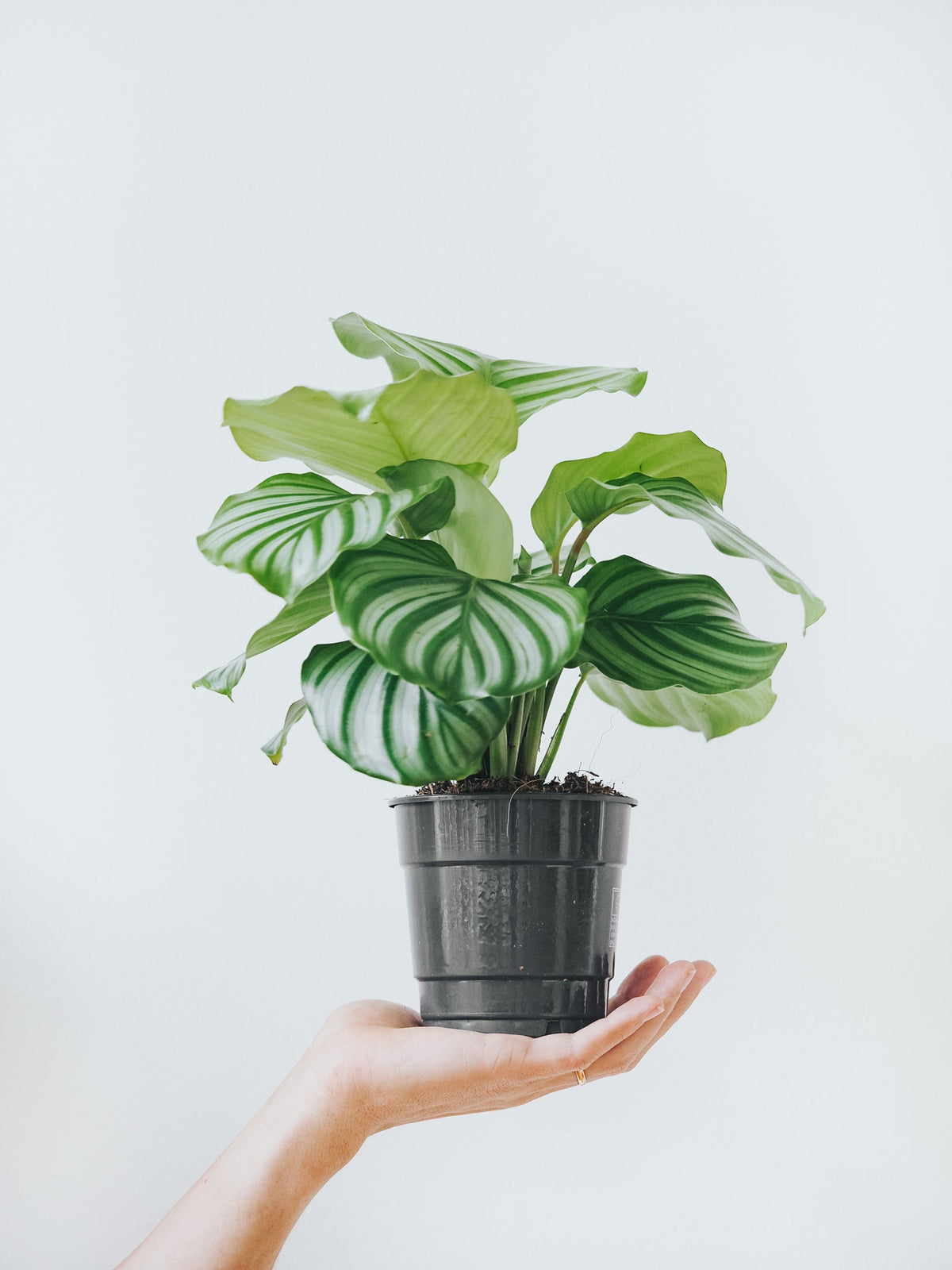 Calathea Orbifolia - Plantredo