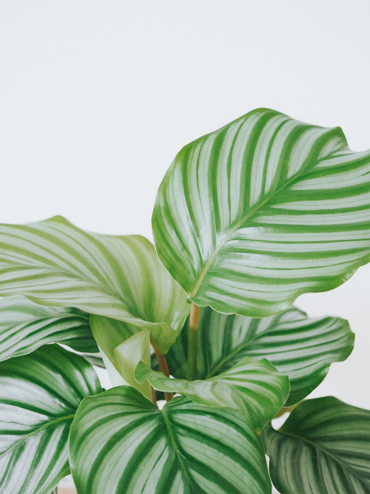 Calathea Orbifolia - Plantredo