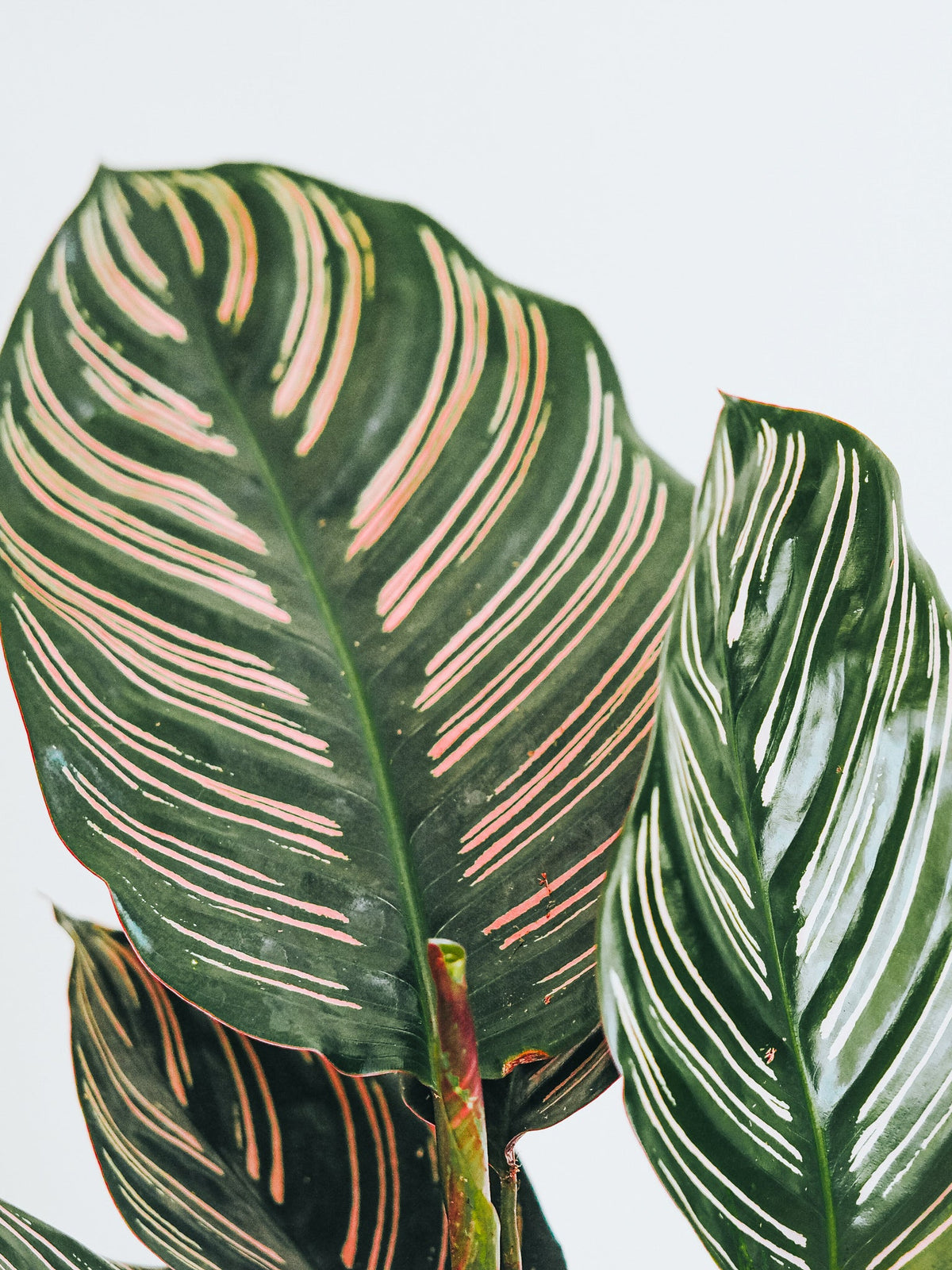 Calathea Ornata - Plantredo