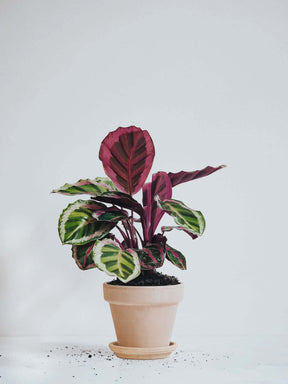 Calathea Roseopicta - Plantredo