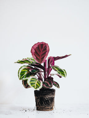 Calathea Roseopicta - Plantredo