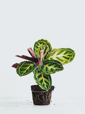 Calathea Roseopicta - Plantredo