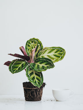 Calathea Roseopicta - Plantredo