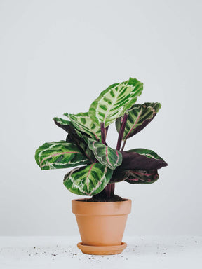 Calathea Roseopicta - Plantredo