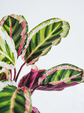 Calathea Roseopicta - Plantredo