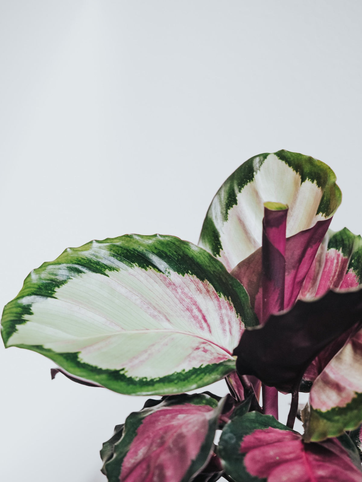 Calathea Rosy - Plantredo