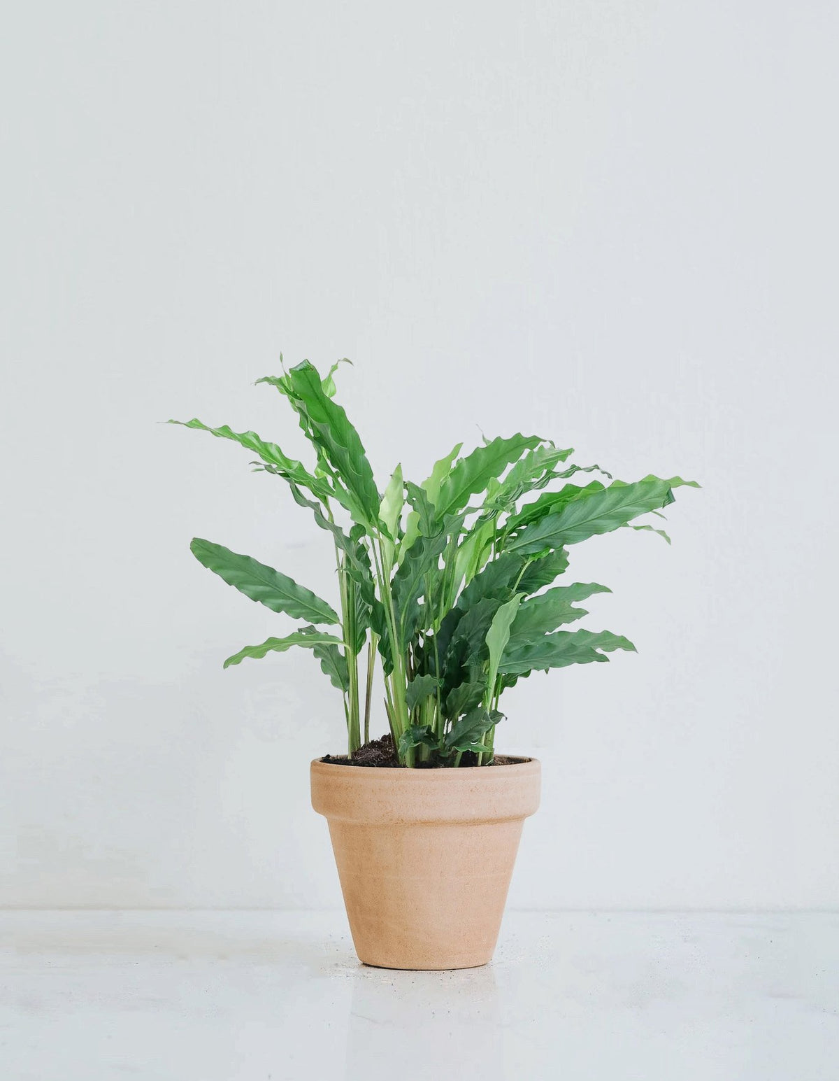 Calathea Rufibarba - Plantredo