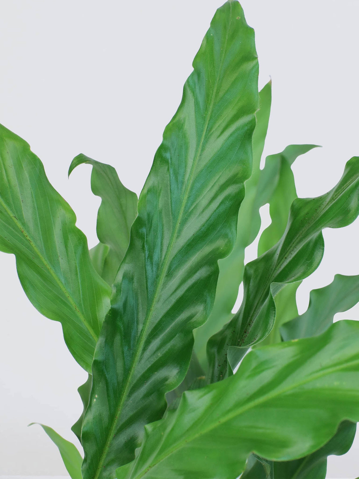 Calathea Rufibarba - Plantredo