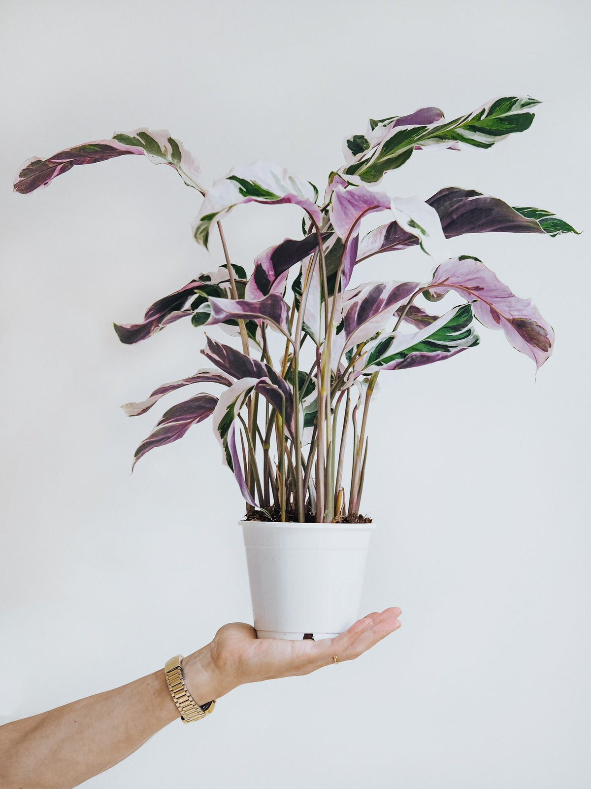 Calathea ’White Fusion’ - Plantredo