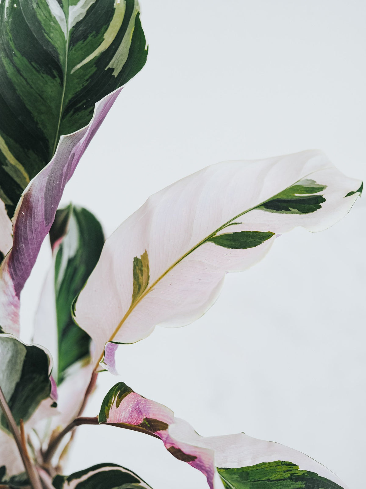 Calathea ’White Fusion’ - Plantredo