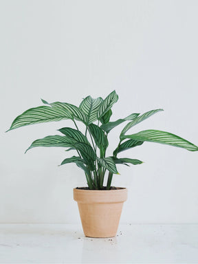 Calathea ´Whitestar´ - Plantredo