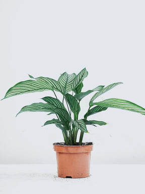 Calathea ´Whitestar´ - Plantredo