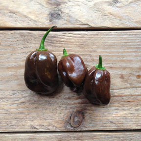 Chilipeppar Habanero Chocolate fröer - Piccolo - Plantredo