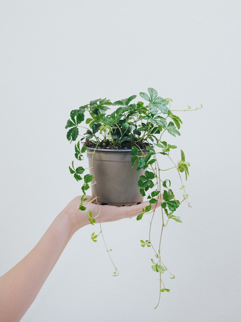 Cissus Striata Pflege