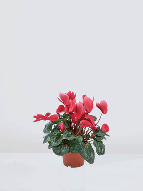 Cyklamen Röd - Plantredo