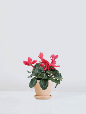 Cyklamen Röd - Plantredo