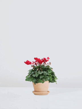 Cyklamen Småblommig Röd (Polkagris) - Plantredo