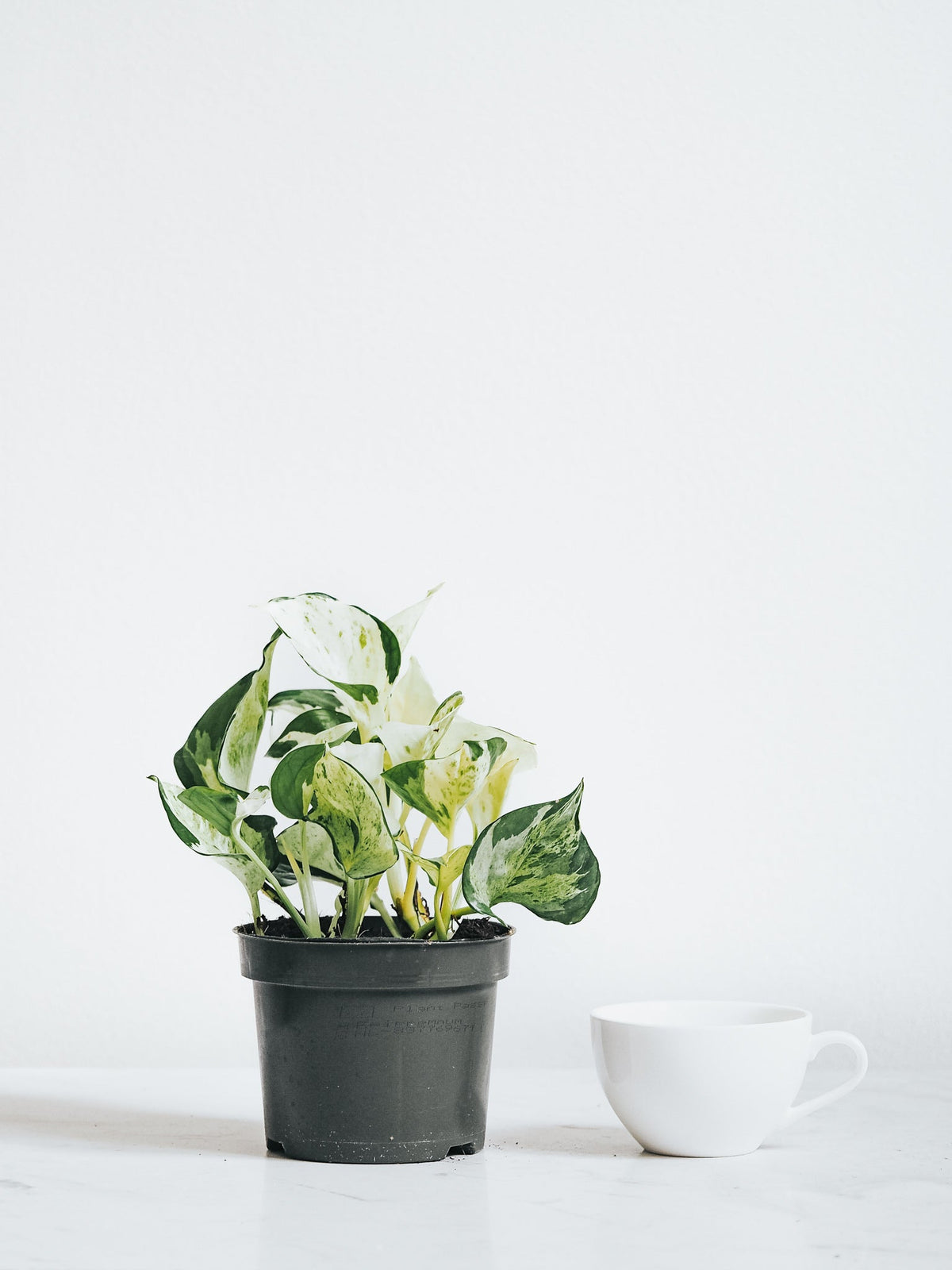 Epipremnum Aureum Happy Leaf - Plantredo