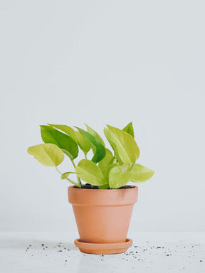 Epipremnum Aureum Neon Golden Pothos - Plantredo