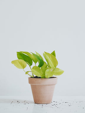 Epipremnum Aureum Neon Golden Pothos - Plantredo