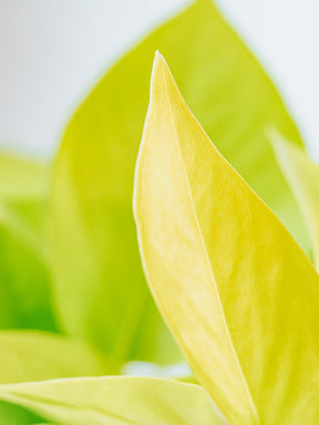 Epipremnum Aureum Neon Golden Pothos - Plantredo