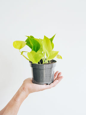 Epipremnum Aureum Neon Golden Pothos - Plantredo