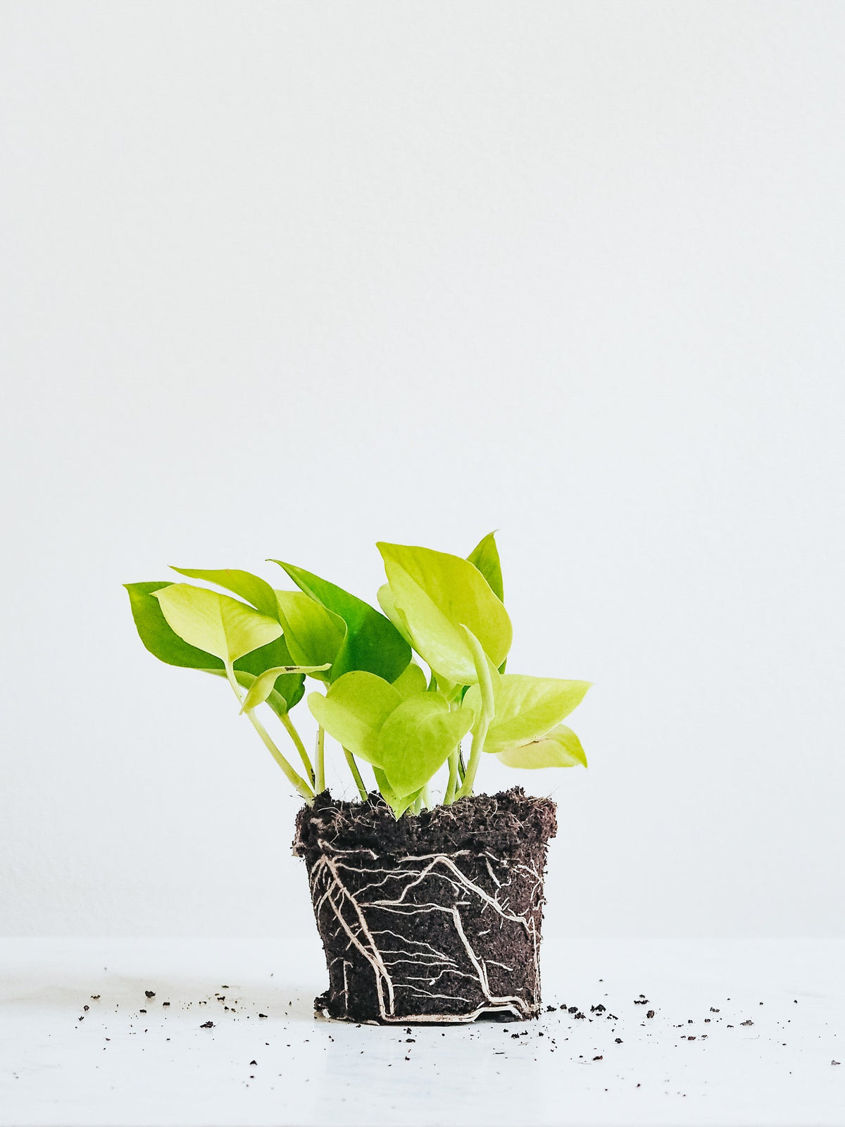 Epipremnum Aureum Neon Golden Pothos - Plantredo