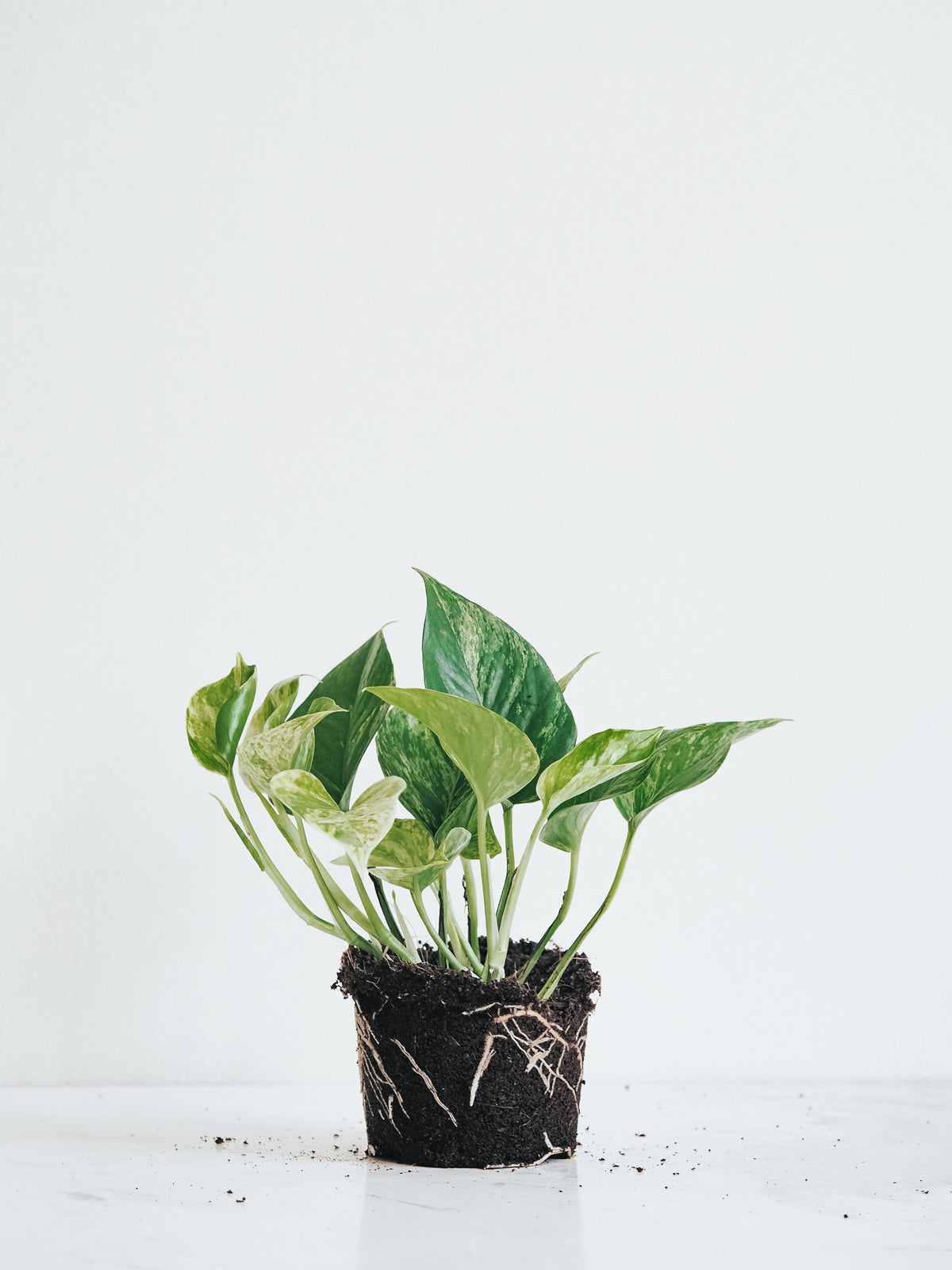 Epipremnum Marble Queen - Plantredo