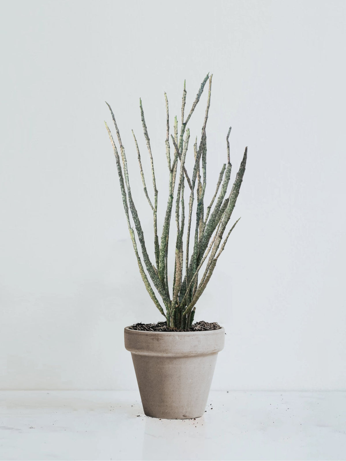 Euphorbia platyclada 'Zombieplant' - Plantredo