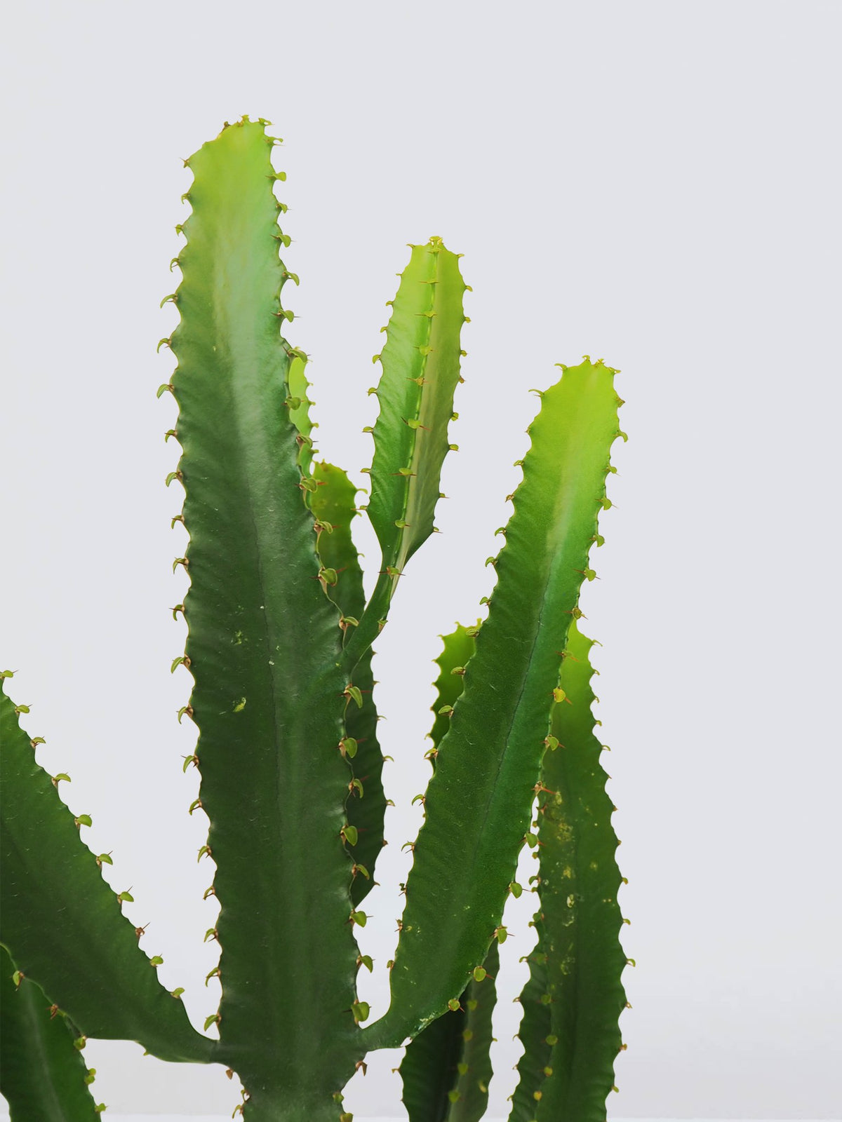 Euphorbia triangularis - Plantredo