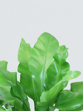 Fågelbobräken - Plantredo