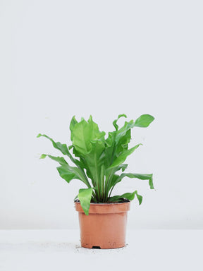Fågelbobräken - Plantredo
