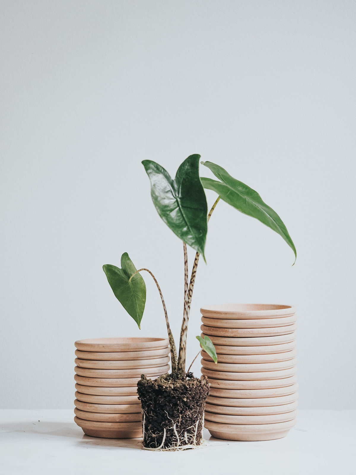 Fat - Ø15cm - Plantredo